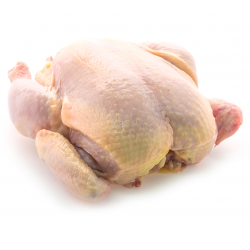 Poulets/Poulettes