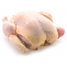 Poulets/Poulettes