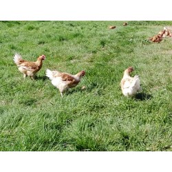 Poulets/Poulettes