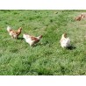 Poulets/Poulettes