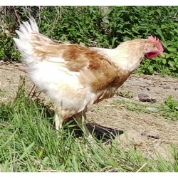Poulets/Poulettes