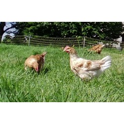Poulets/Poulettes