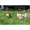 Poulets/Poulettes
