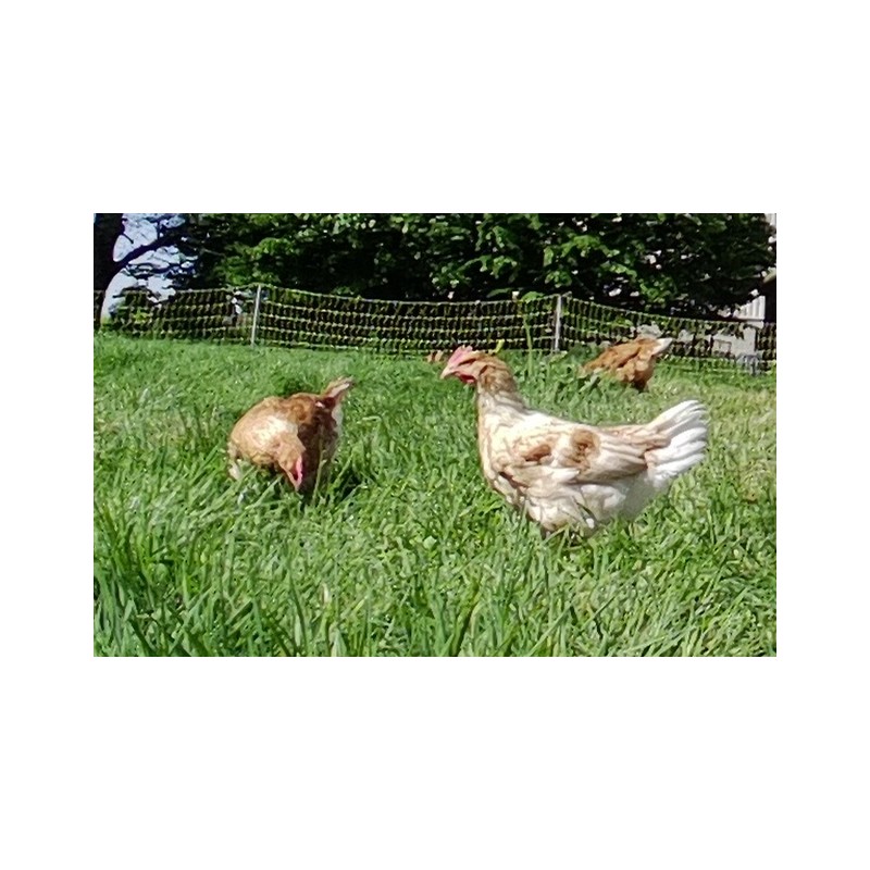 Poulettes vivantes