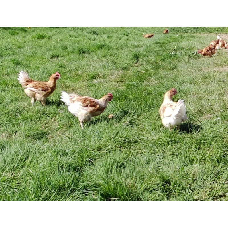 Poulets vivants